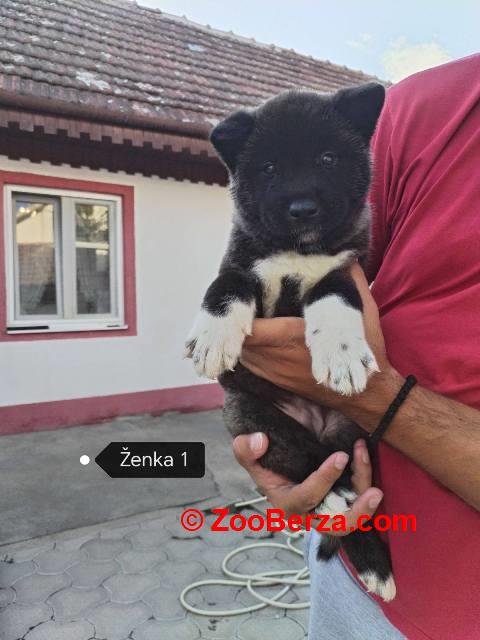 Američka Akita štenci