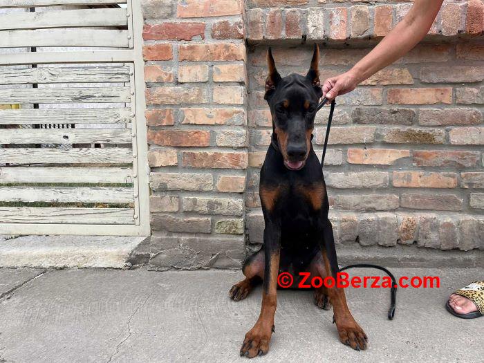 Doberman , štenci