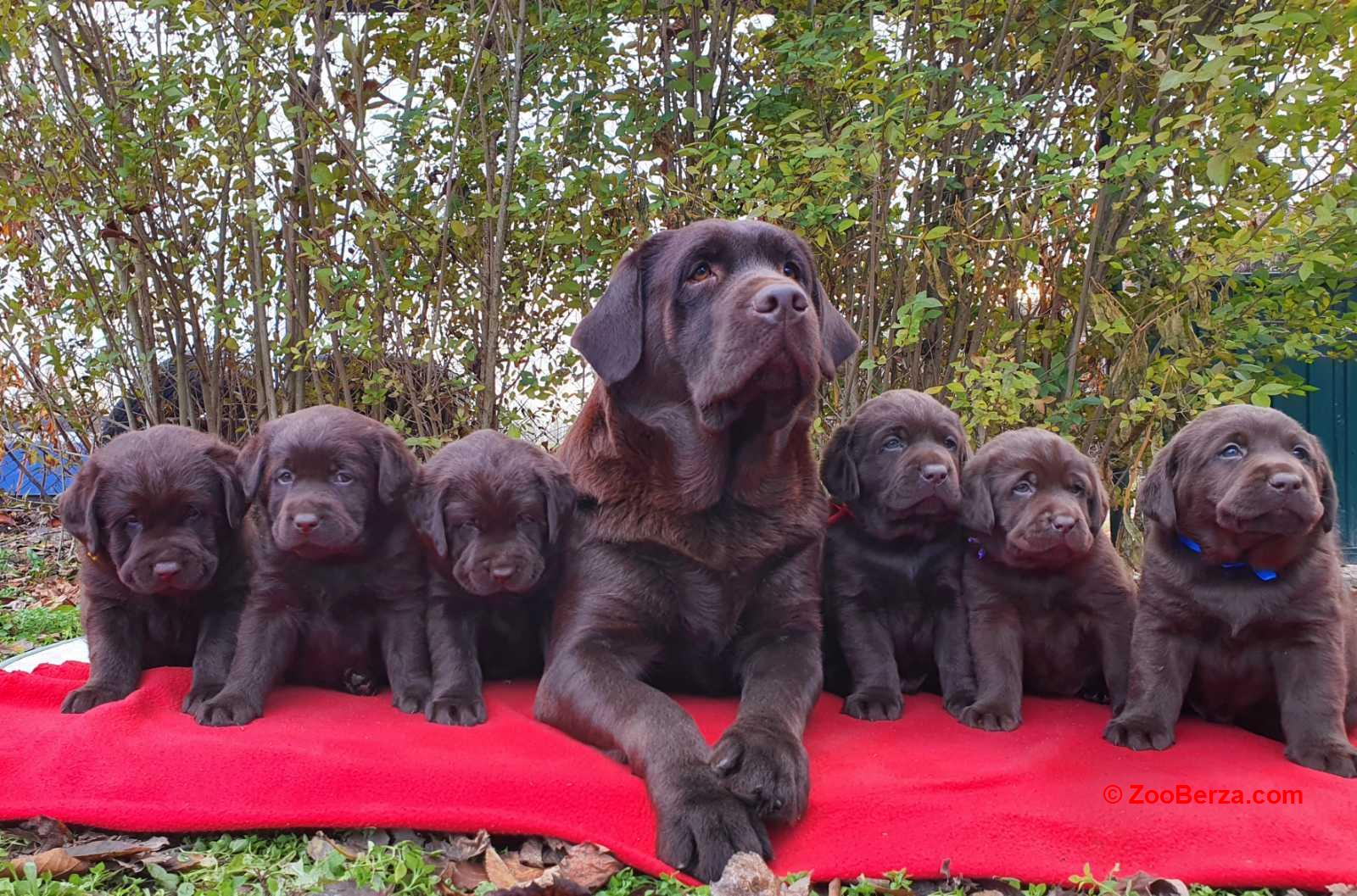 Labrador retriver čokoladni štenci