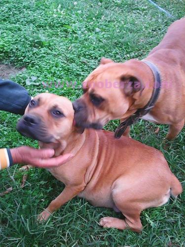 Boerboel-Burbul