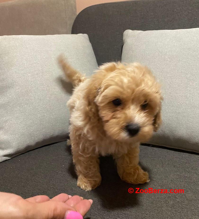 Maltipoo prelepi štenci