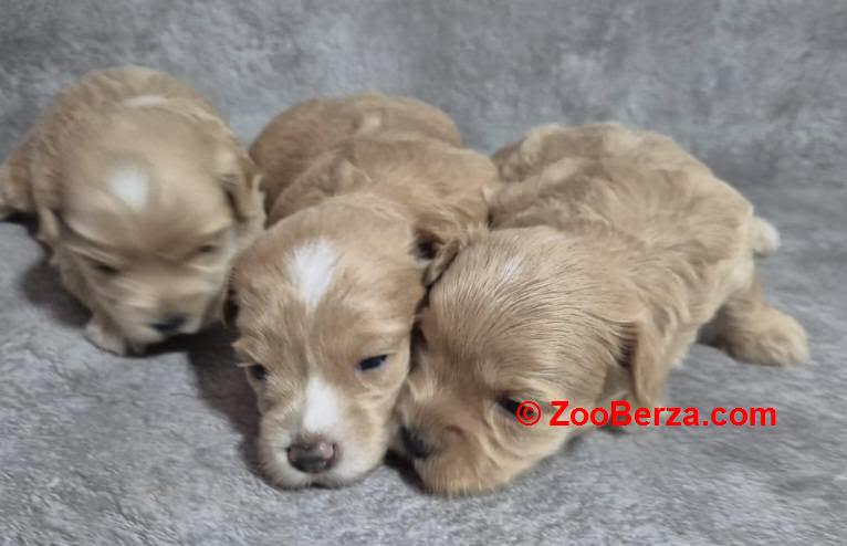 Maltipoo štenci