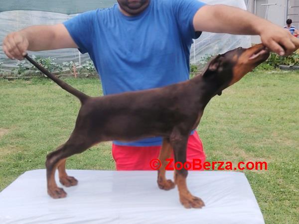 Stenci dobermana 