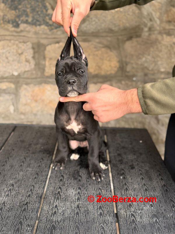 Cane Corso štenci