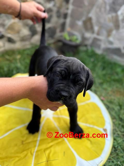 Cane Corso štenci