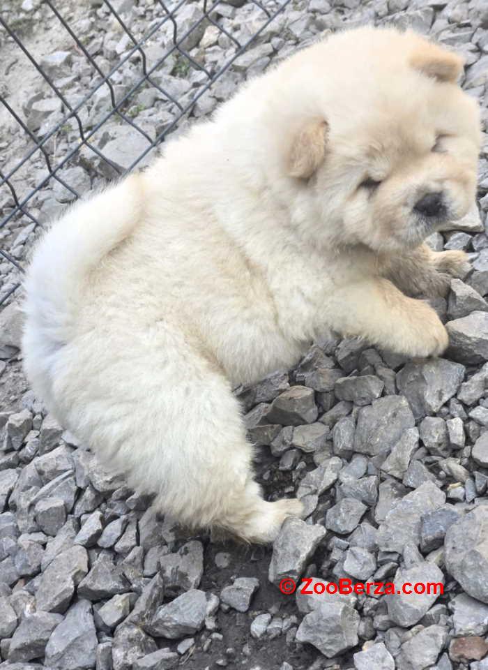 Chow chow prelepi krem stenci 