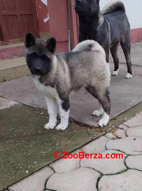 Američka Akita žensko štene