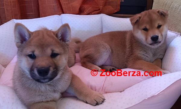 Šiba Inu štenci