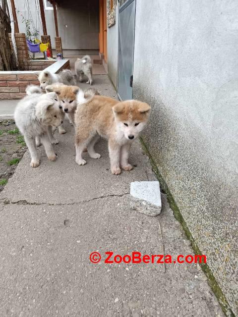 Japanska Akita štenci