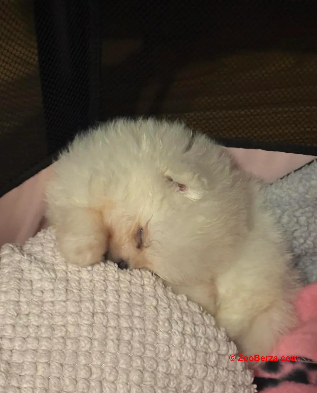 Pisike valge pomeranian kutsikas