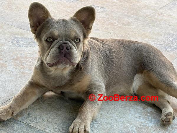 Francuski Buldog zenka 