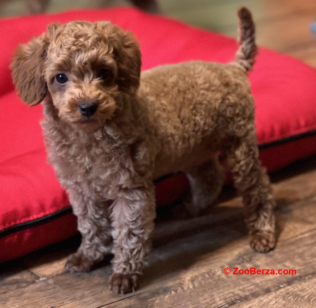 Toy Pudla kvalitetni štenci