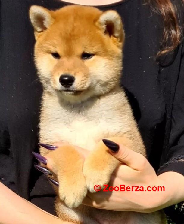 Akita inu i Shiba Inu štenci