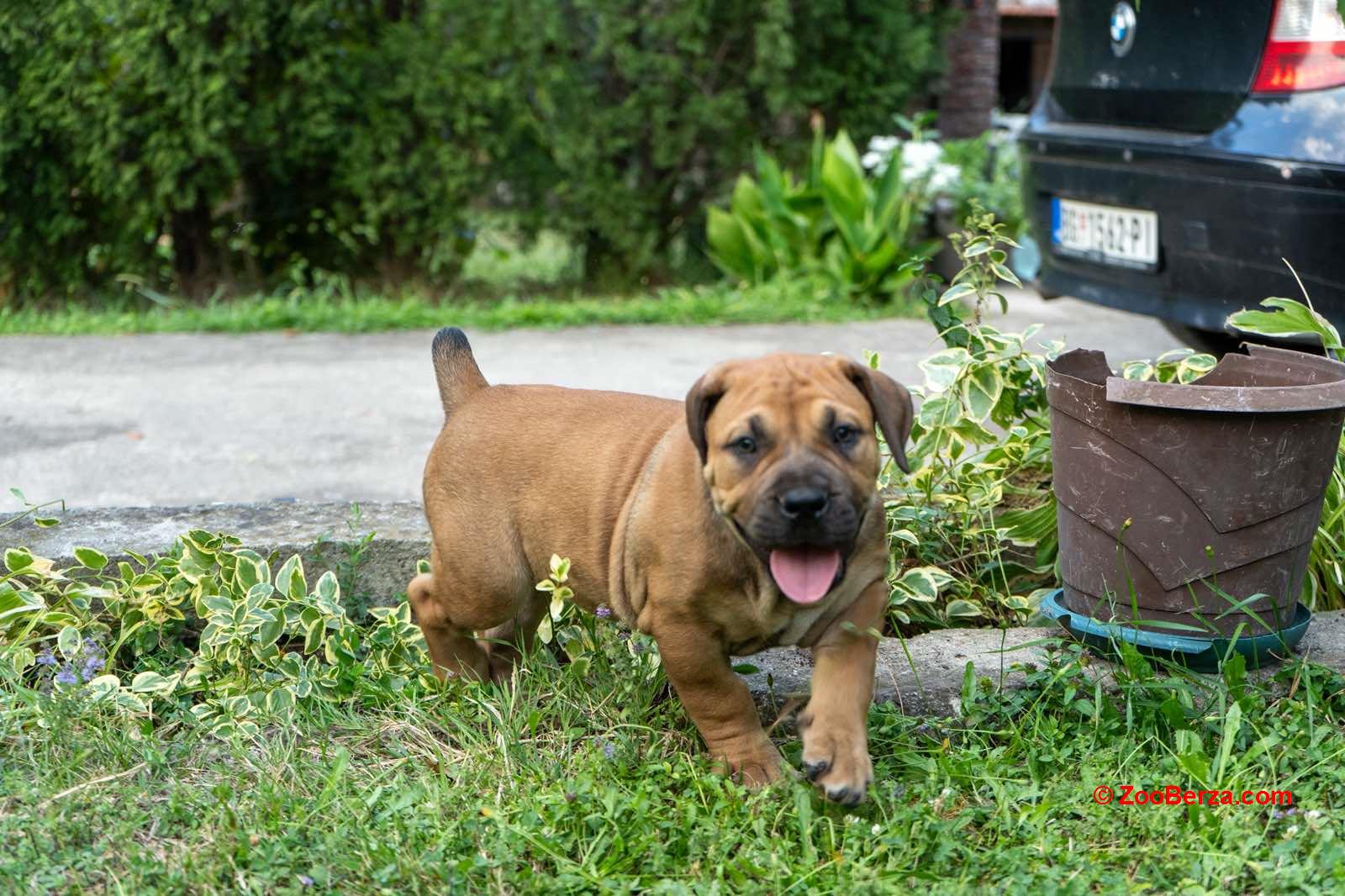 Južnoafrički mastif - Boerboel štenci