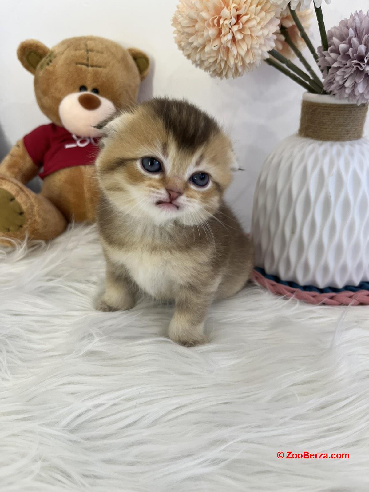 Skotski fold i straight mace