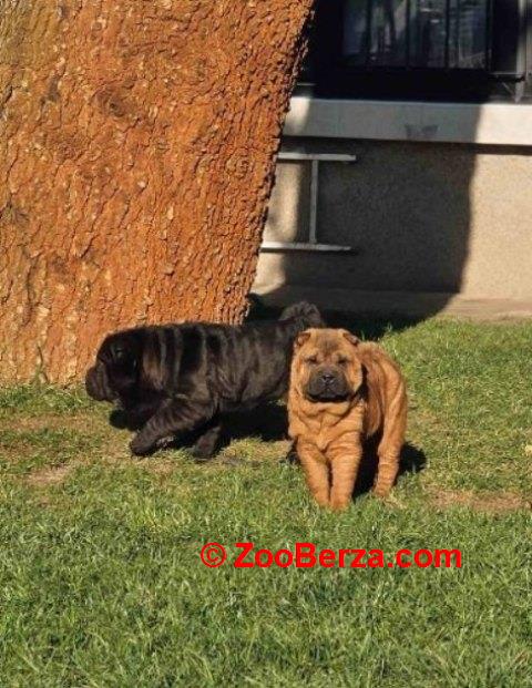 Šar Pej, čistokrvni štenci