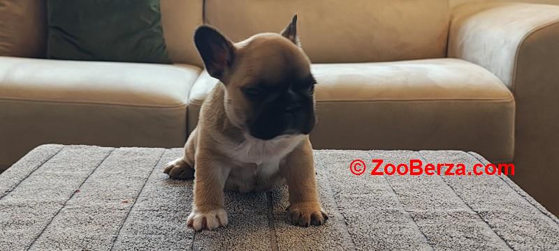 Francuski buldog stenad