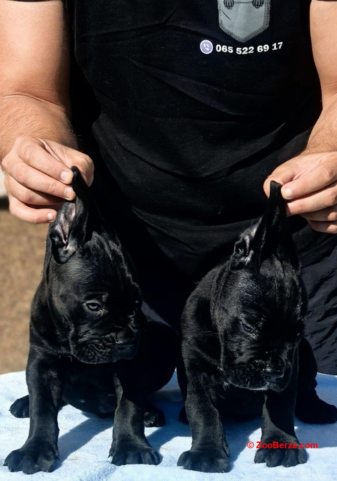 Cane Corso Kane Korso NOVO LEGLO