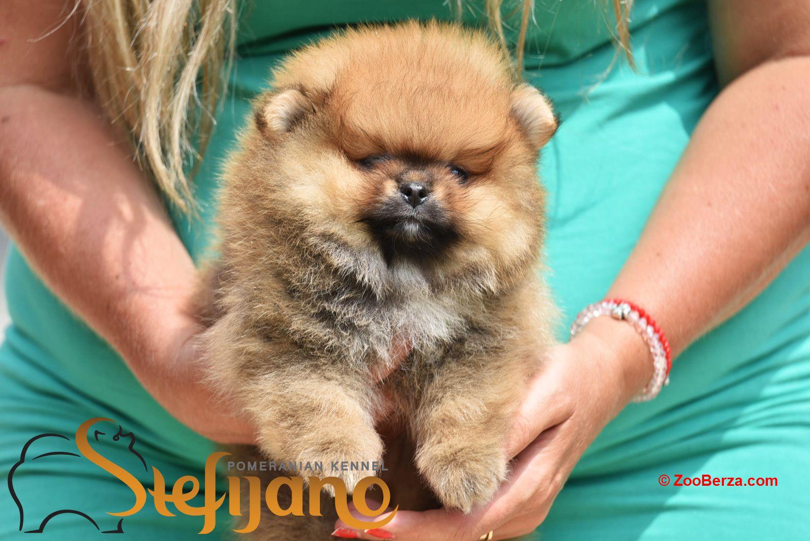 Pomeranac Boo štenci