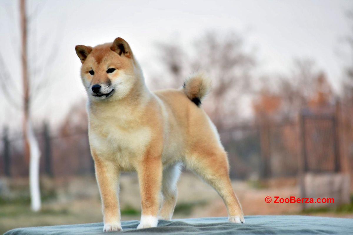 Shiba Inu 