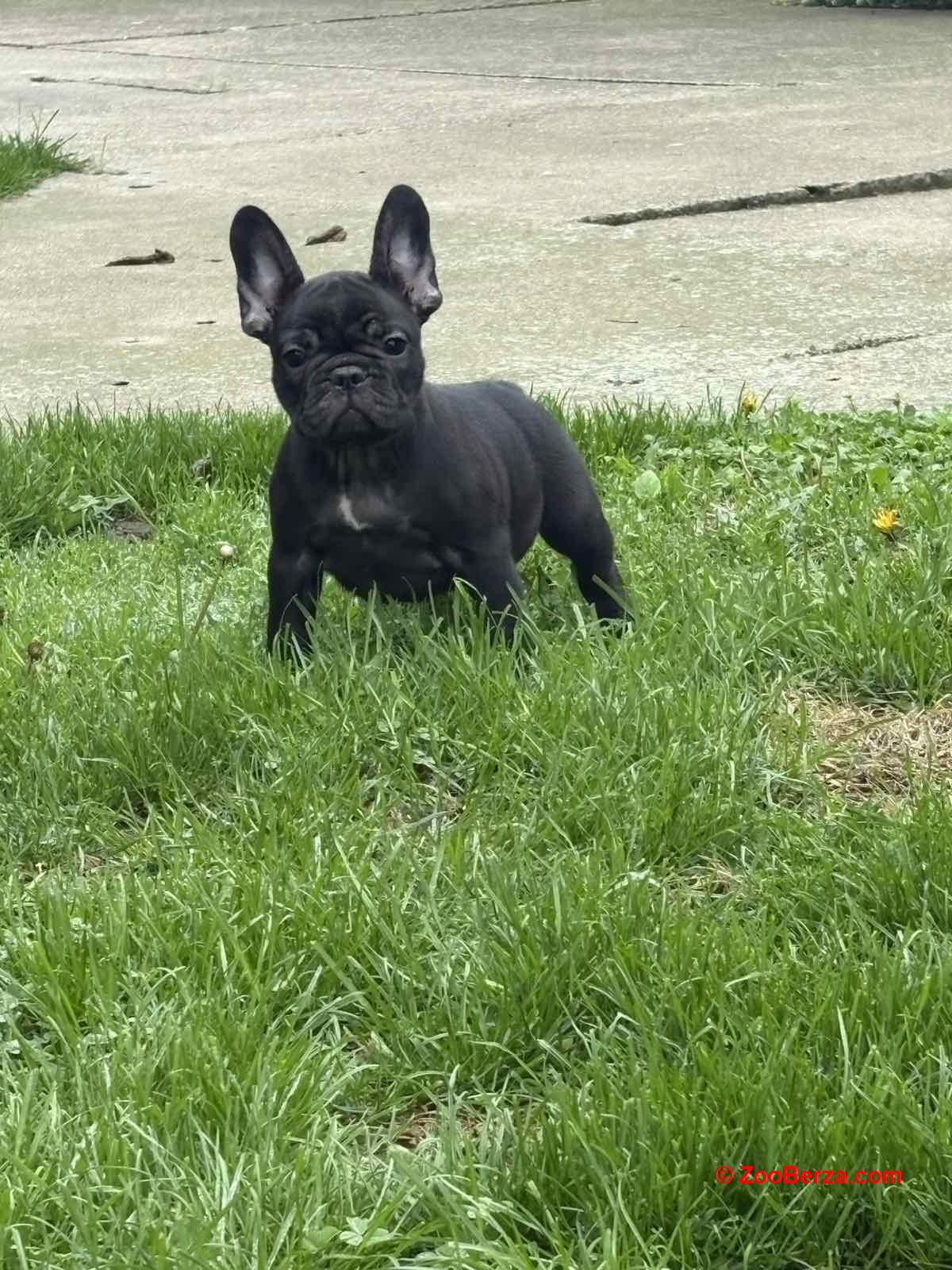 Dve ženke francuskog buldoga