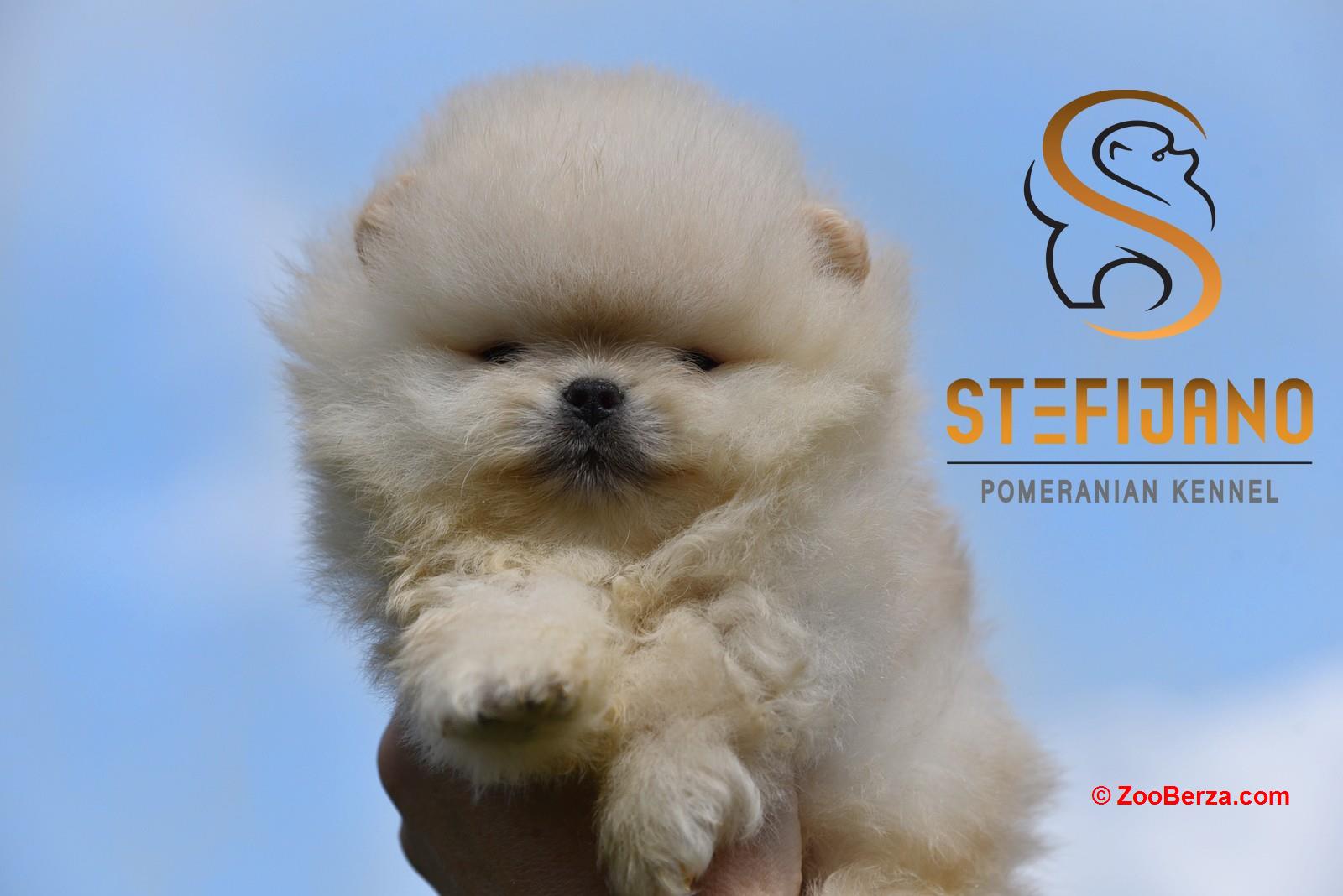 Pomeranac BOO medvedići, Pomeranski Špic štenci