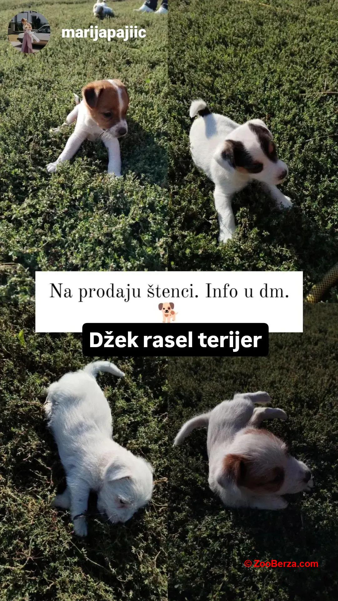 Džek Rasel terijer