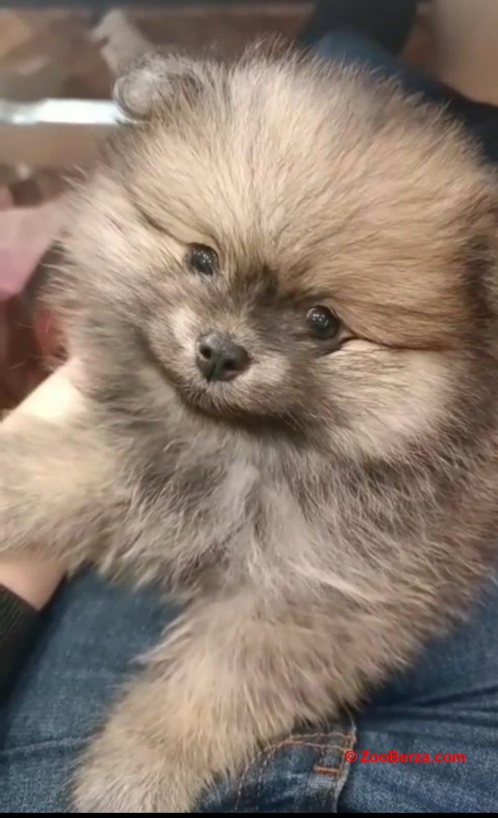 Pomeranac prelepi štenci
