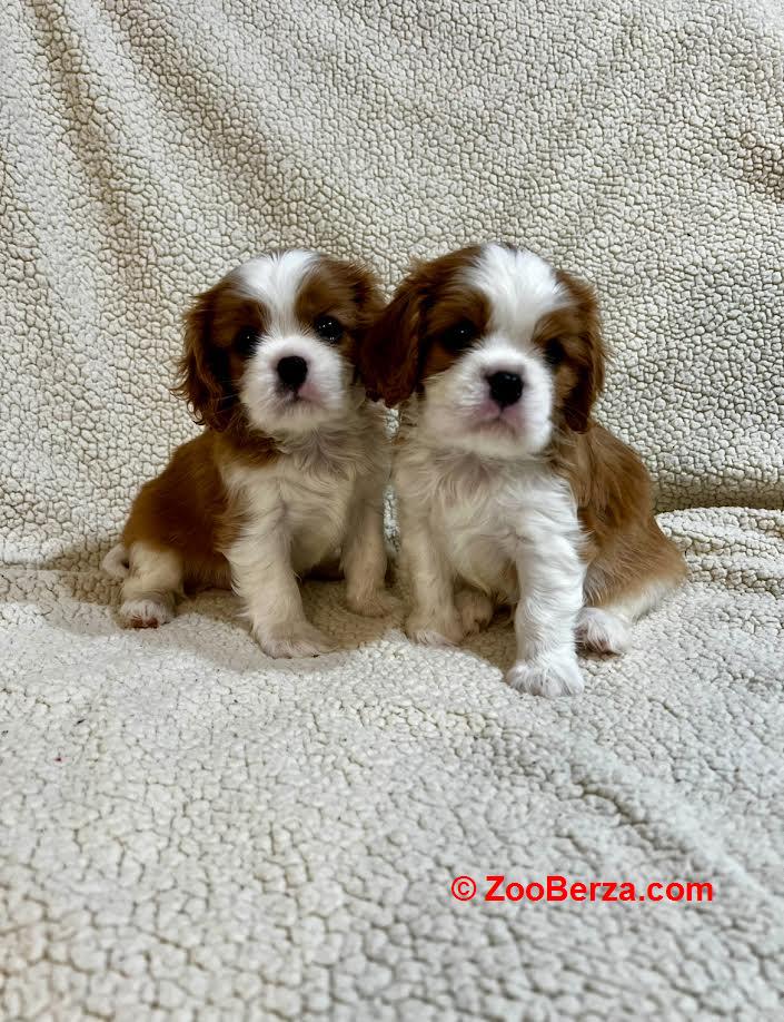 Kavalijer španijel kralja Čarlsa