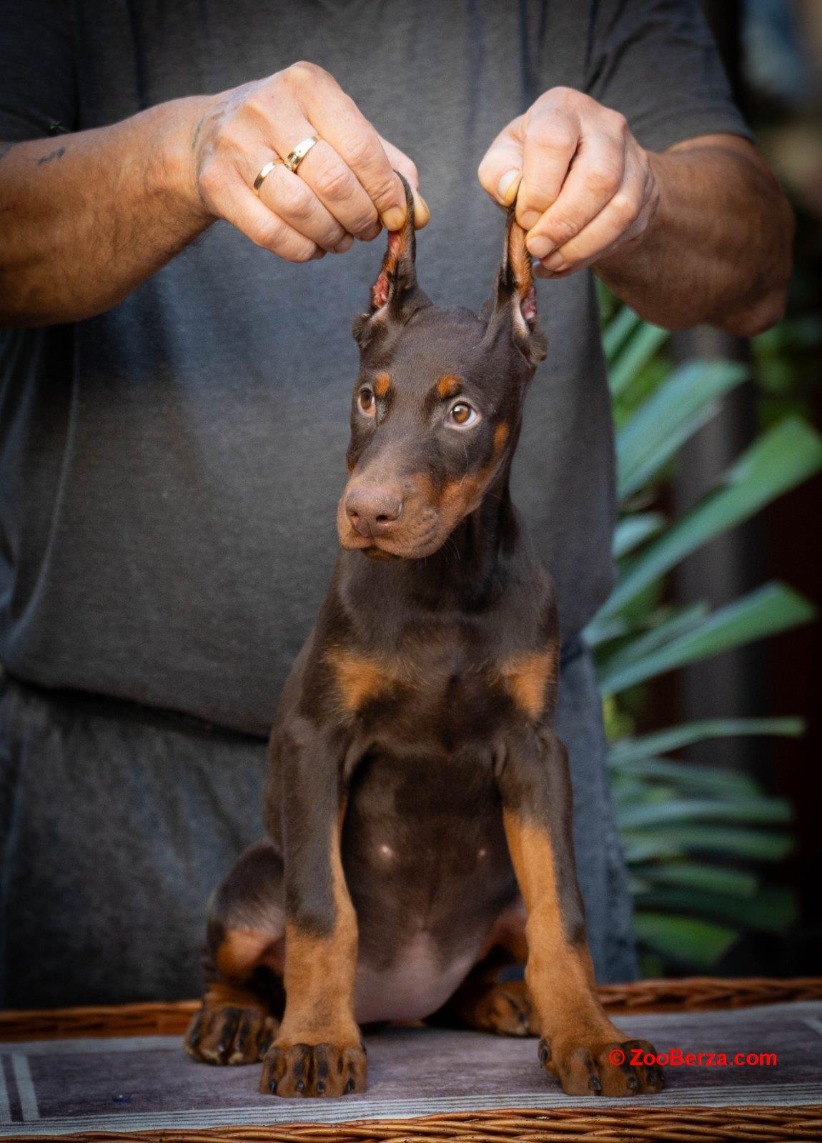 Doberman stenci