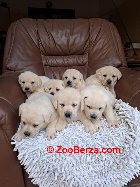 Labrador retriver štenci bele boje 