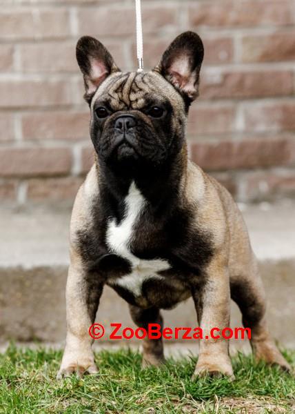 Francuski buldog mladi muzjak