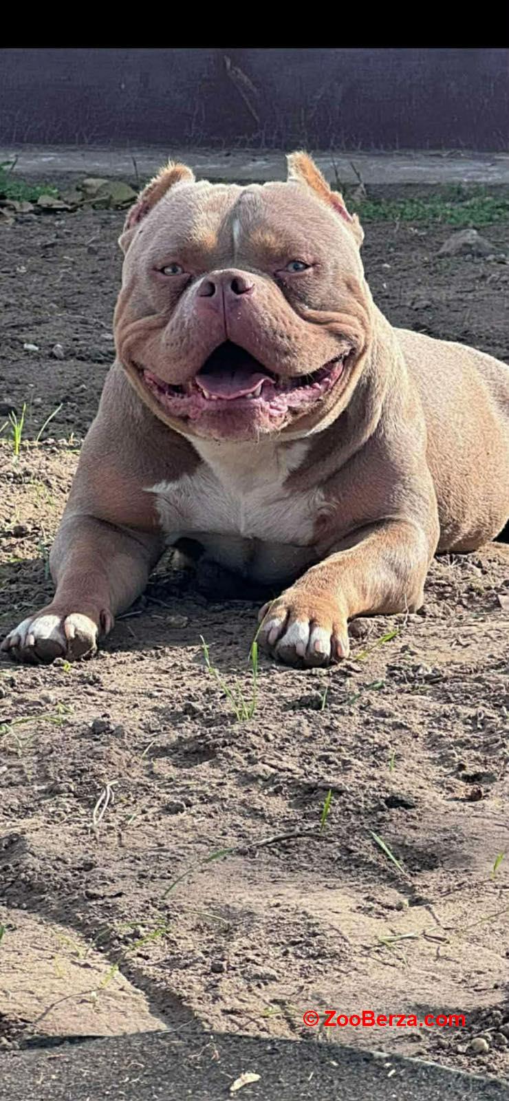 American bully pocket lilac štenci