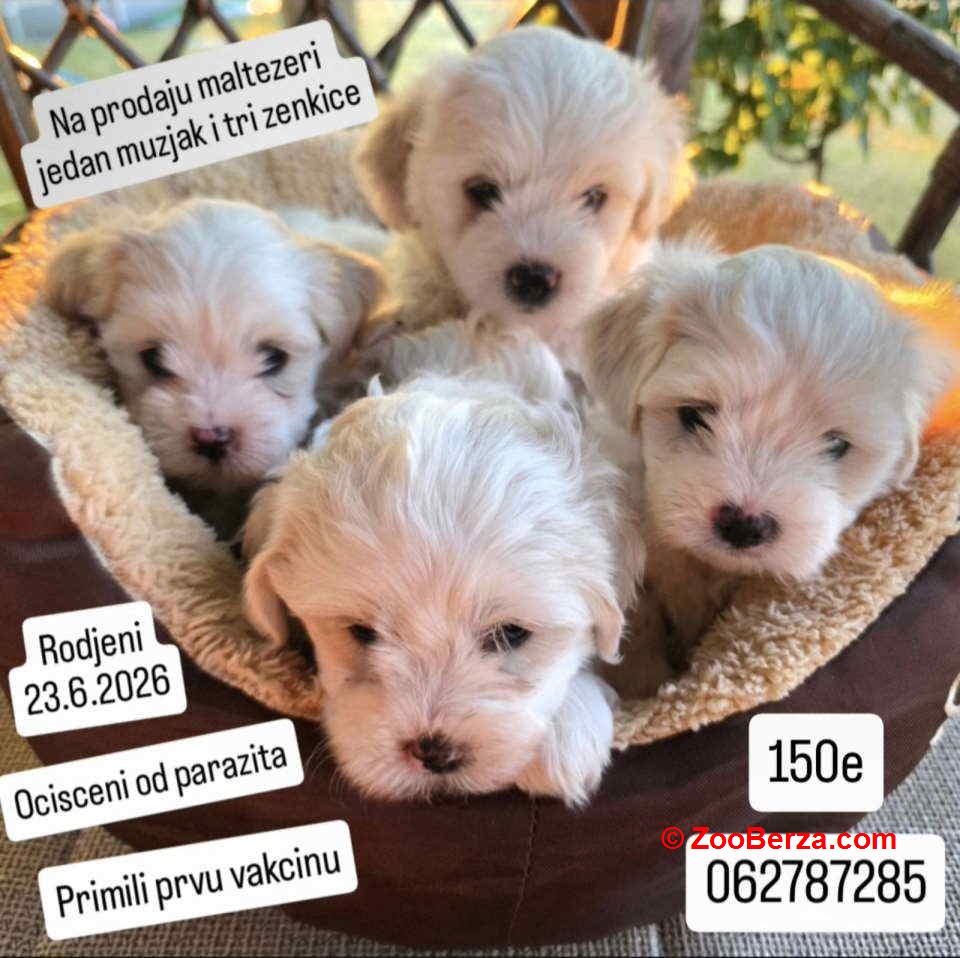 Na prodaju maltezeri  Jedan mužjak i tri ženkice 
