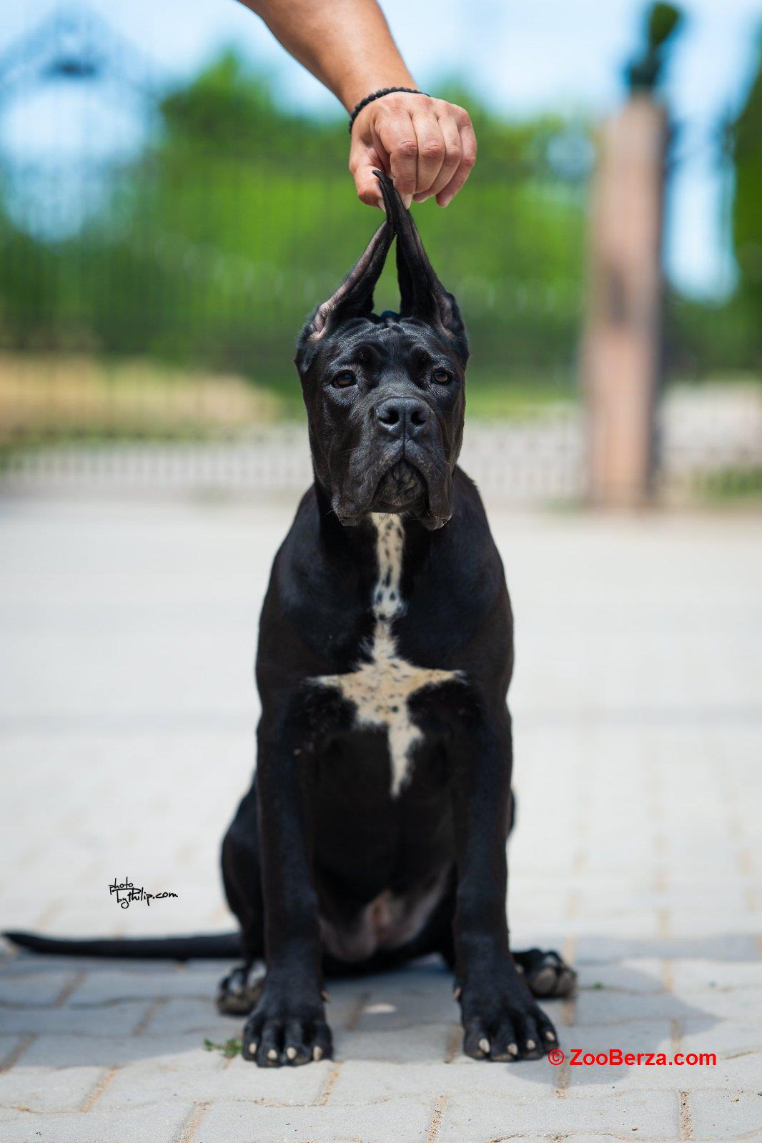 Cane Corso prelepi štenci