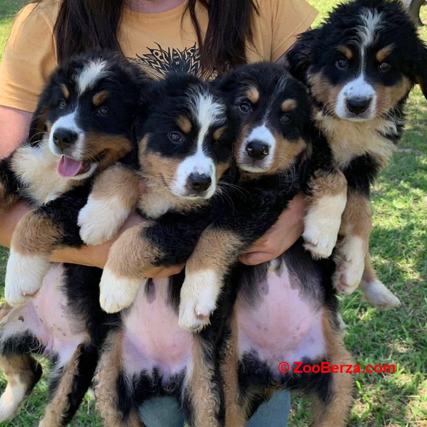 Prekrasni Bernese Mountain štenad na prodaju