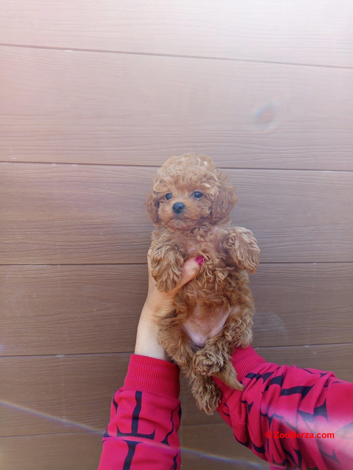 Toy pudle