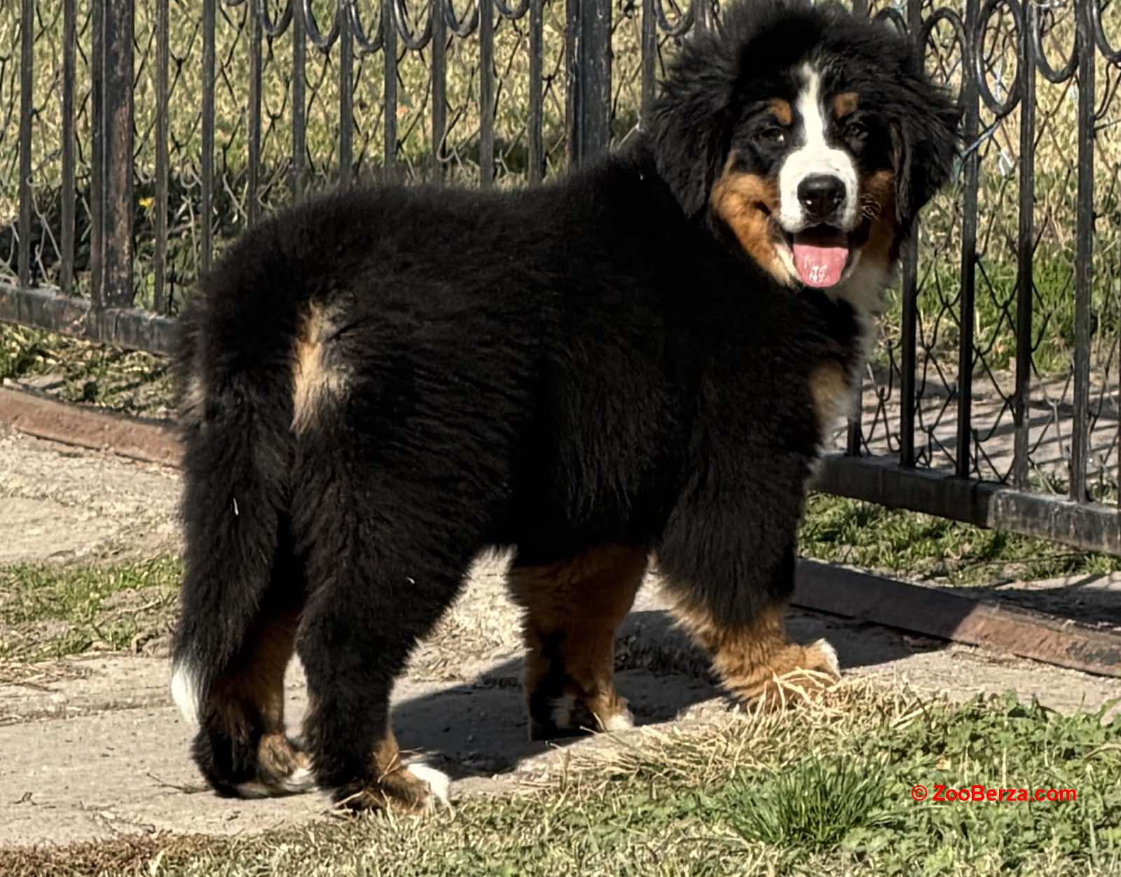 Na prodaju stenci bernskog planinskog psa, odlicnog kvaliteta
