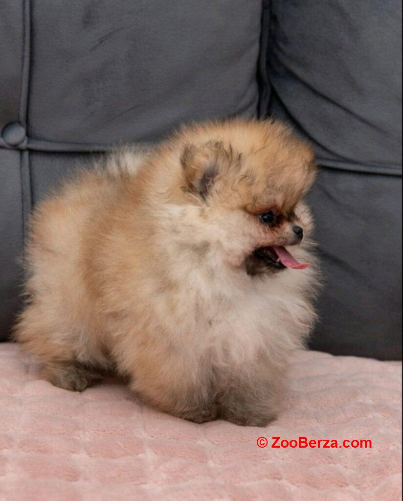 Pomeranac PRELEPI štenci