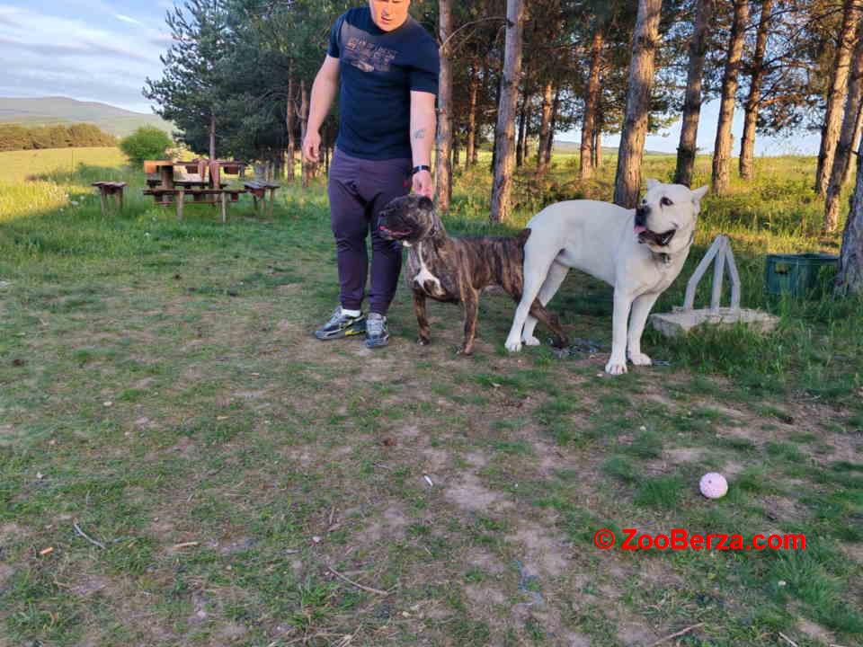 Cane Corso štenci šampionskog porekla!   