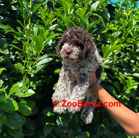 Lagotto Romagnolo štenci
