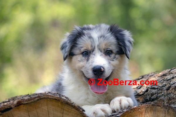 Border koli - Border collie, štenad 