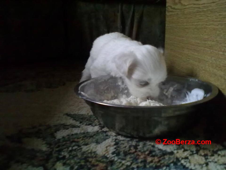 Stenci Maltezera za rodaju od sitnijih roditelja 