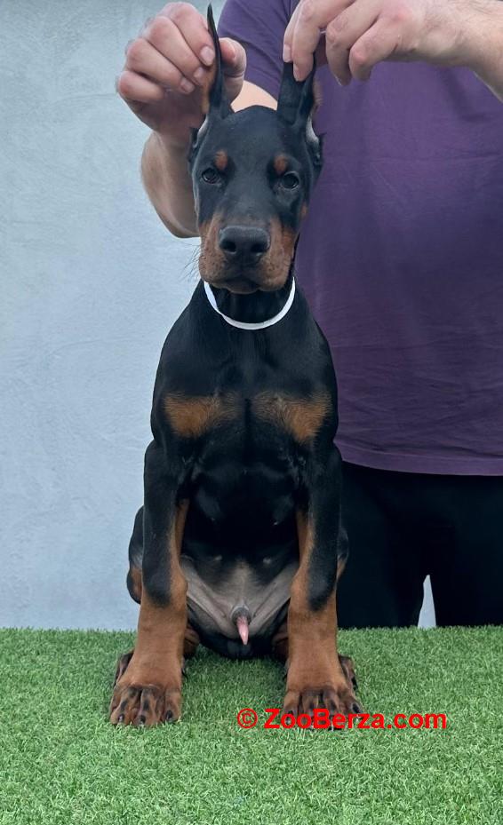 Doberman prelepi štenci