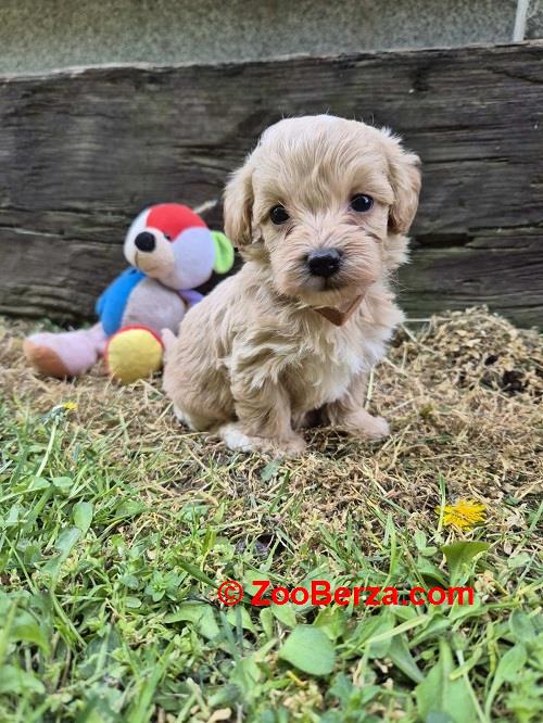 Mini maltipoo