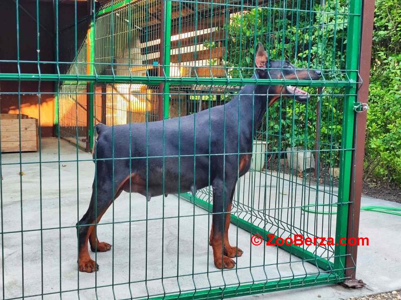 Doberman - skotna zenka