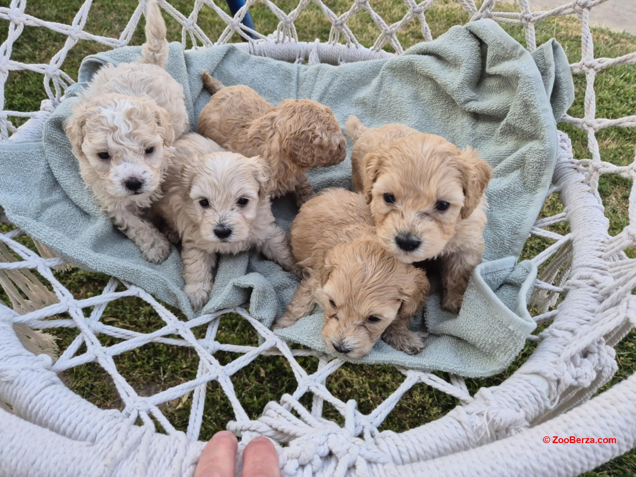Maltipoo štenci