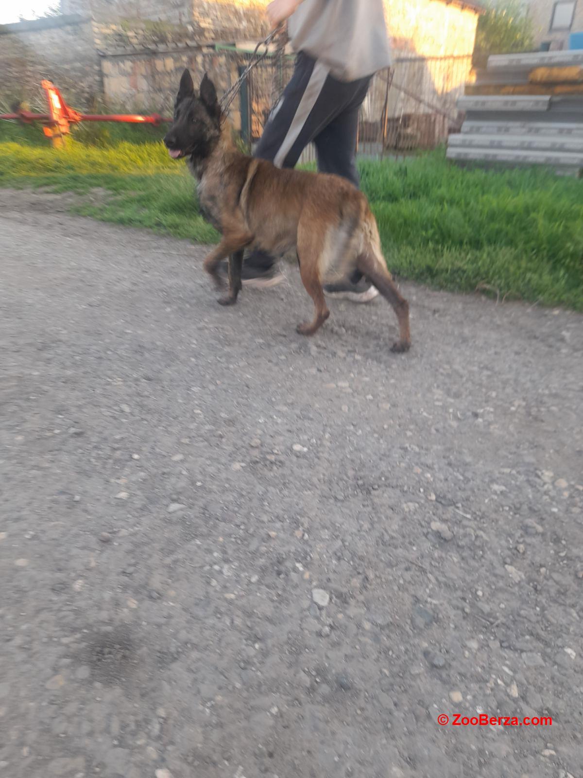 Belgijski ovcar Malinoa štenci
