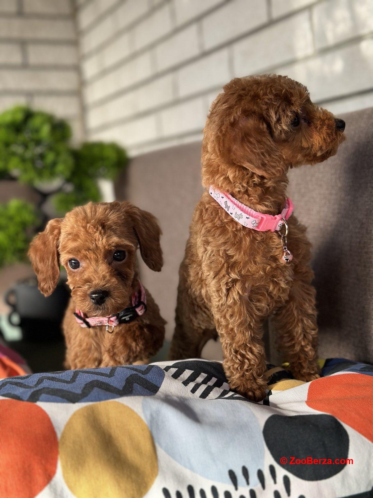 Toy Pudle na prodaju