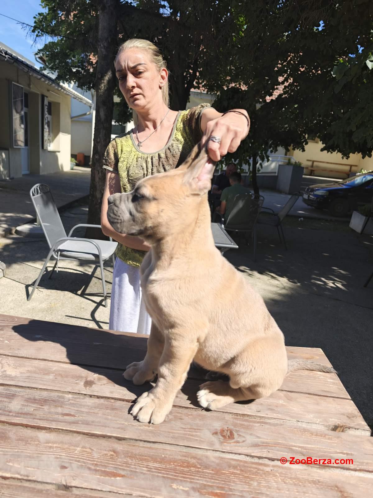 Cane Corso Kane Korso prelepi formentino štenci